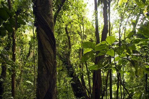 2-in-1 Hanging Bridges & Arenal Volcano Hike, Plus Lunch Costa Rica